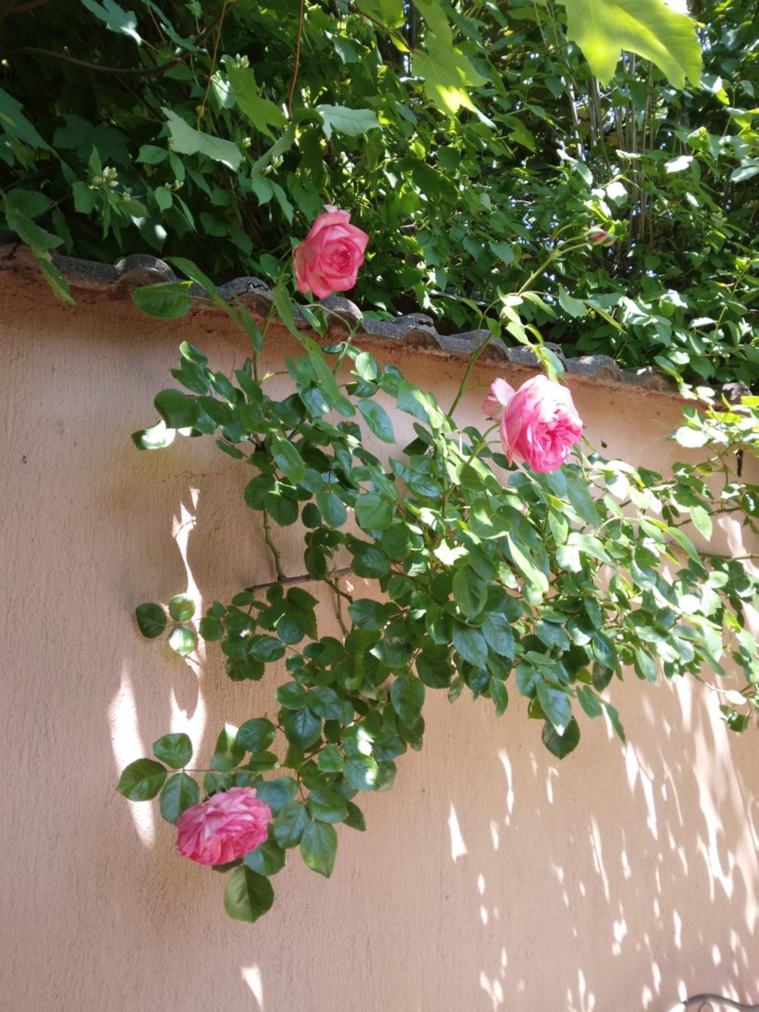 Sirály Apartman Révfülöp Esterno foto